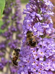 Eristalis tenax - hoverfly also known as the drone fly