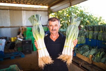 Middle age Man with boxes of Organic Leek Plants before sales on market from greenhouse