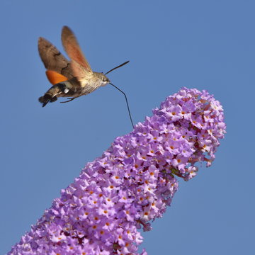 Buddleja davidii - butterfly bush with Hummingbird hawk-moth in background against blue sky