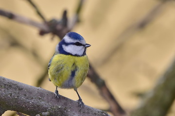 waiting for seeds,winter time