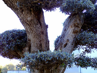 arbol olivo acebuche