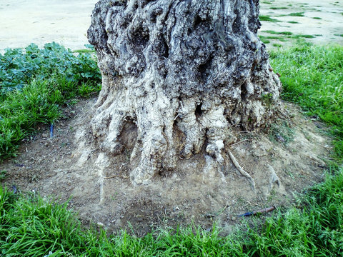 tronco de arbol con raices en el jardin del parque