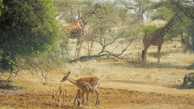 African scene with reticulated giraffe, impala, and warthogs