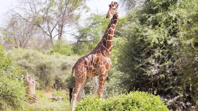 Tall Reticulated Giraffe eating from tree