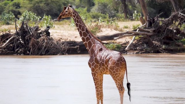 Reticulated Giraffe standing by river in Africa with an oxpecker on neck