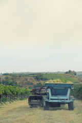 Harvesting white grapes on tracotor in a vineyards