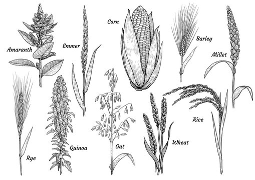 Grain, collection, illustration, drawing, engraving, ink, line art, vector
