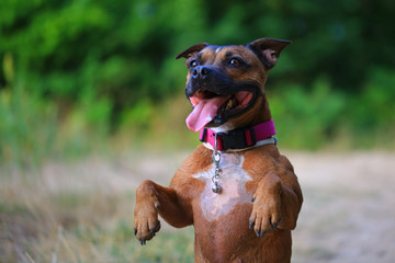 Staffordshire bull terrier cute