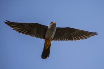 Falcon vespertinus