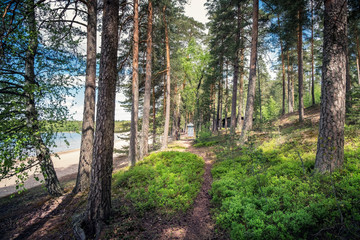 Idyllic pathway middle of forest with nice beach at bright summer day.