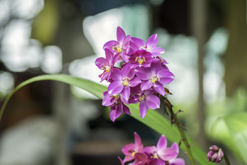 Fototapeta na wymiar Bouquet of orchids on bokeh background