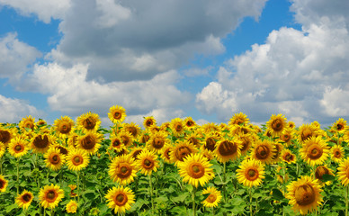Obraz premium field of blooming sunflowers