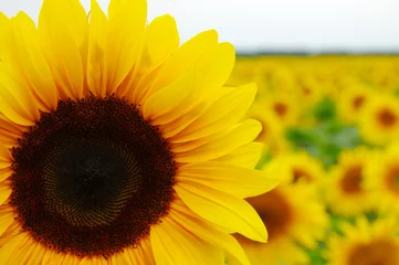Crédence de cuisine en verre imprimé Tournesol close-up sunflower in a field