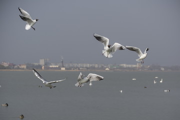 Seagulls 2