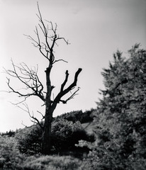 samotne suche drzewo