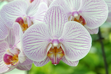 Orchid flower in garden