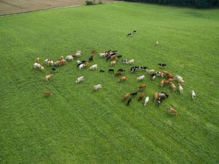 aerial view of cows in a herd on a green pasture in the summer 