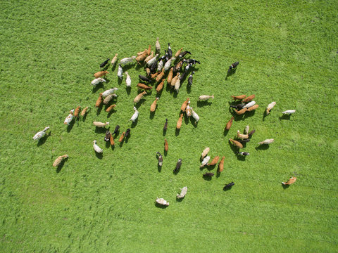 Aerial View Of Cows In A Herd On A Green Pasture In The Summer 