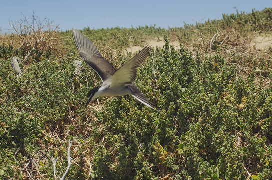 Wild sea bird flying in updraft