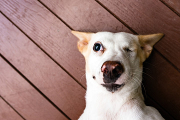 The Cute thai dog and one eye