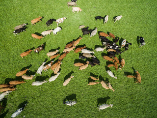 aerial view of grazing cows in a herd on a green pasture in the summer 