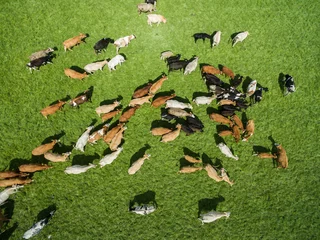 Papier peint photo Vache vue aérienne des vaches au pâturage dans un troupeau sur un pâturage vert en été  © Riko Best