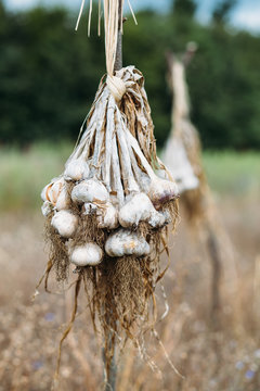 Strings of gralic bulbs hanging outdoors