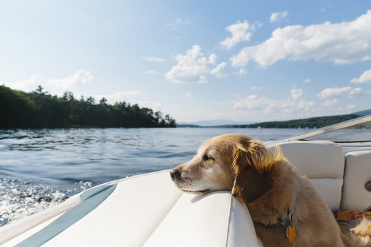 Dog on Boat at Lake Vacation