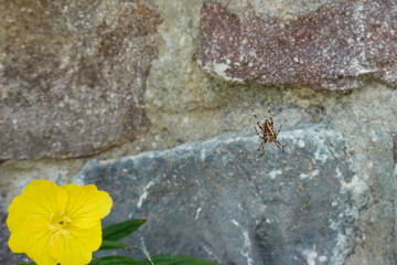 spider an yellow flower