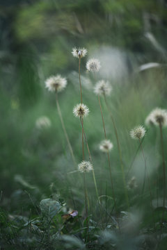 Dandelion field