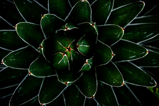 Horizontal Close Up Of Cactus Plant
