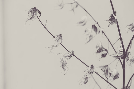 Interesting Leaves in Black and White