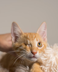 Young yellow domestic shorthair cat kitten lying down on soft blanket looking up with one eye