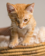 Young yellow domestic shorthair cat kitten with one eye in basket looking determined ready
