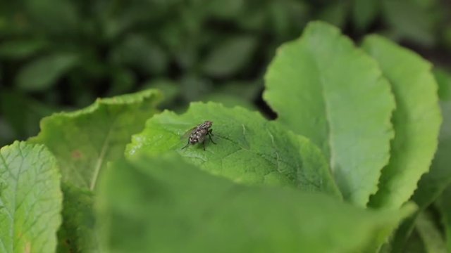 Fly Cleans Wings on Green Leaves