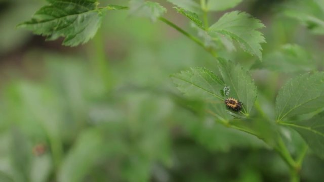 Small Beetle on Leaves