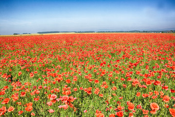 poppy flower field