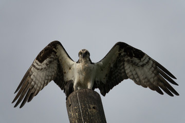 This Ospery just caught a fish and is showing off his wings atop a poll in Florida