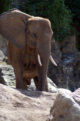 Naklejka premium afrikanischer Elefant