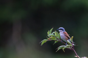 pie grièche écorcheur mâle