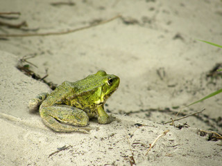 green frog on the sand.