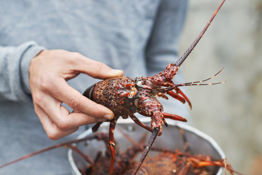Raw crayfish