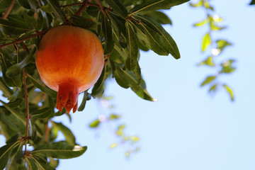 pomegranate tree. jewish New Year holiday background