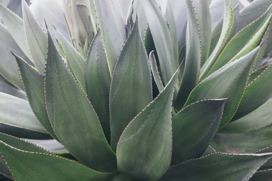 Detail of agave succulent in botanical garden