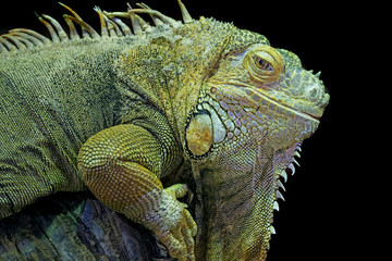 Green iguana (Iguana iguana) isolated on a black background