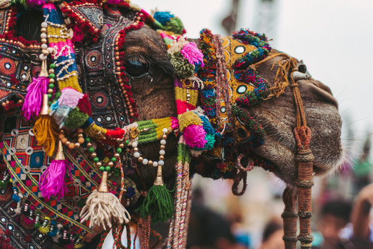 Camel decorated in traditional Rajasthan style