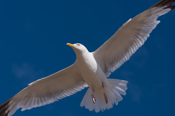 Seagull in flight