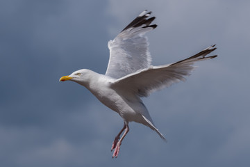 Seagull in flight