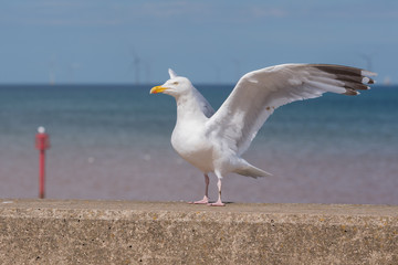 Fototapeta premium Seagull