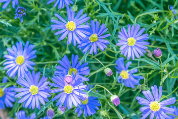 Spring view of bright blue daisies flowering in the garden under natural sunlight at sunny summer or spring day. Close up daisies flowers background in morning nature